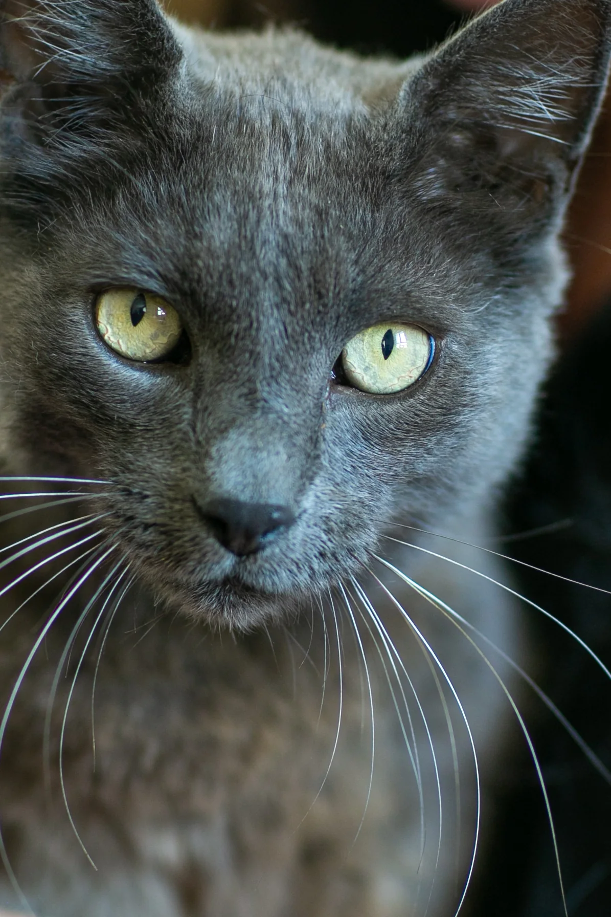 Lynx, le chat de Maison Higues